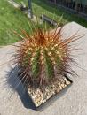 Trichocereus candicans